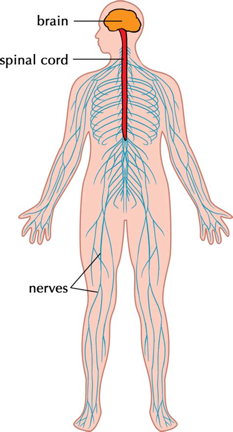 What is the Human Nervous System? | Twinkl Teaching Wiki