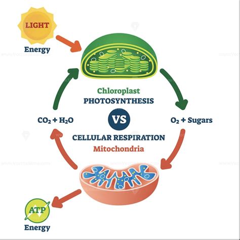 Cellular Respiration and Photosynthesis Diagram | Quizlet