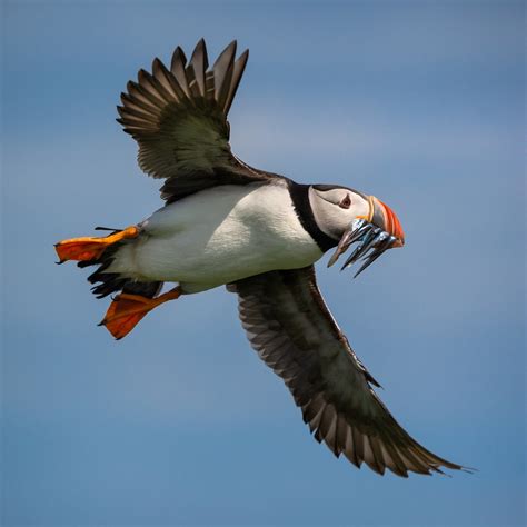 Puffin Flying With Catch by BydoR9 | ePHOTOzine