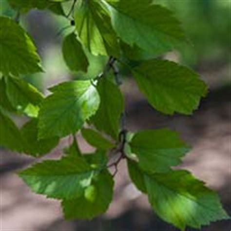 Winter King Green Hawthorn | Chicago Botanic Garden