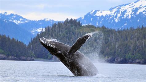 Alaska Wildlife Viewing | Travel Alaska