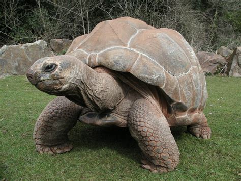 ¿Por Qué las Tortugas Gigantes Viven Tanto Tiempo? - Flipada.com ...