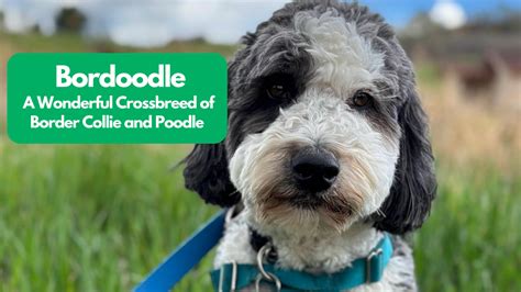 Bordoodle: A Wonderful Crossbreed of Border Collie and Poodle ...