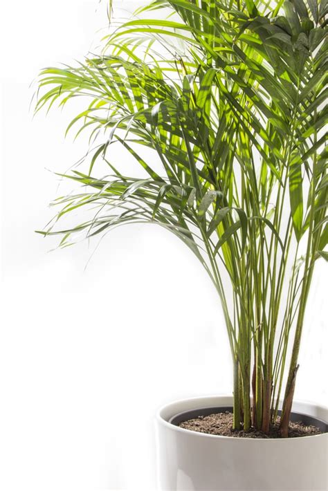 Areca Palms Indoors » Bring On the Light!