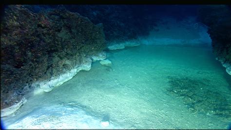 Flower Garden Banks National Marine Sanctuary Secrets of the Gulf Brine ...