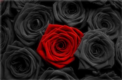 Black Rose Background, Black Rose Hd, #1364