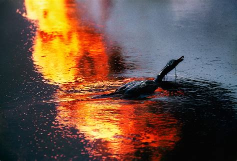 Pin on aa Steve McCurry