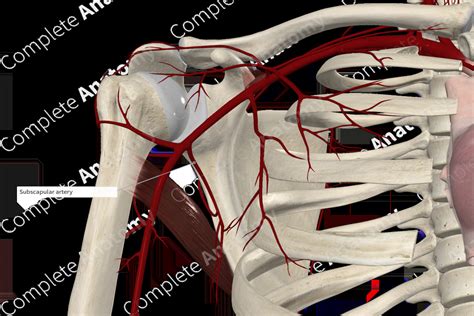 Subscapular Artery | Complete Anatomy