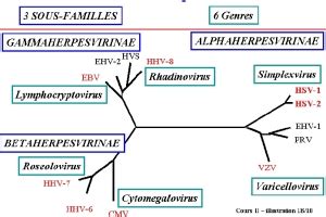 Généralités sur les Herpesviridae et infections à HSV-1 et HSV-2 ...