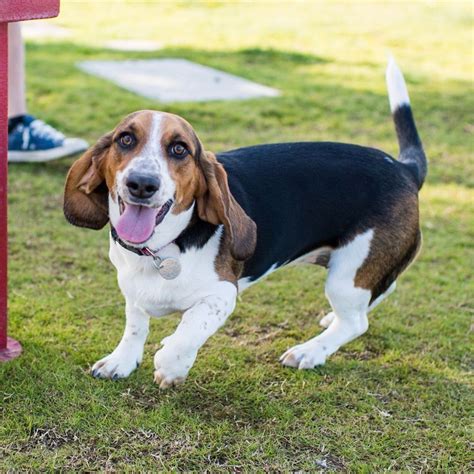 Maggie, Bagle (Beagle/Basset Hound mix; 10 m/o), Surprise Farms ...