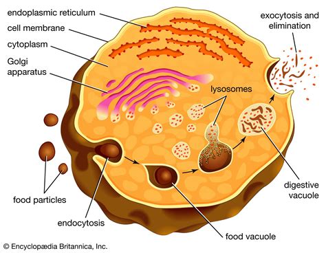 What do lysosomes do