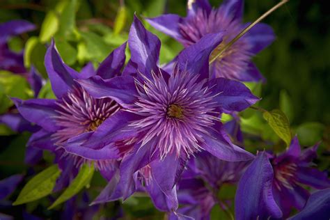 The When and How of Clematis Pruning