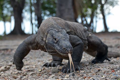 Komodo dragon reclassified as Endangered - Discover Wildlife