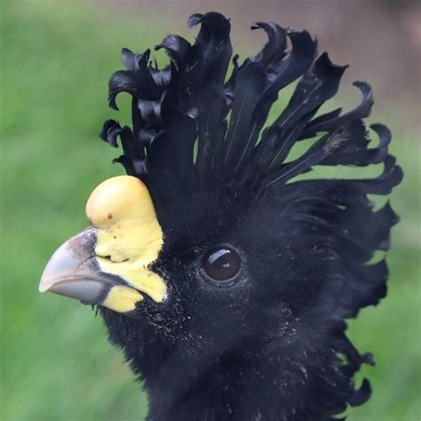 Great Curassow