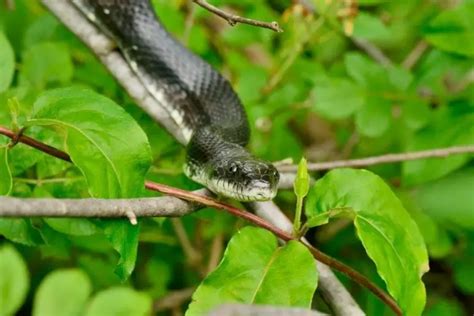 How To Identify An Eastern Rat Snake? - ReptileHow.com