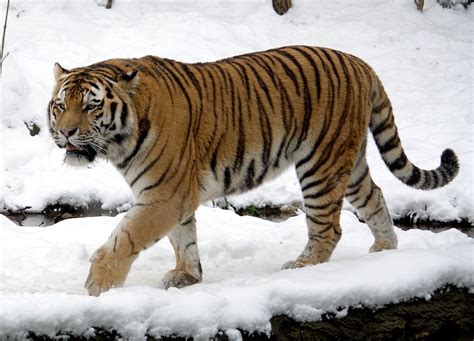 Siberian Tiger Facts, Cubs, Habitat, Diet, Adaptations, Pictures