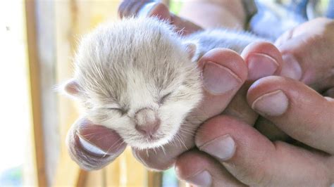 Newborn Baby Cats