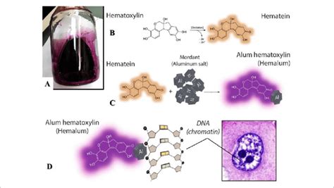 (A) Hematoxylin solution ready for staining. (B) Hematoxylin by itself ...