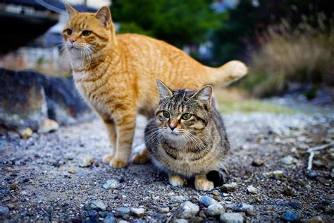 Nearly 100% of Australia Now Has a Feral Cat Problem - Atlas Obscura