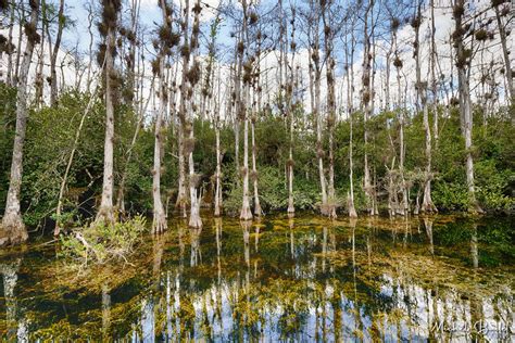 The Loop Road in the North of the Everglades, USA