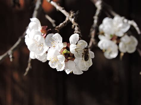 Free download | HD wallpaper: Apricot, Blossoms, Bee, Bloom, apricot ...