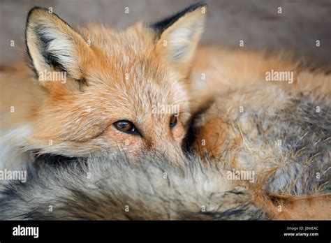 White fox tail hi-res stock photography and images - Alamy