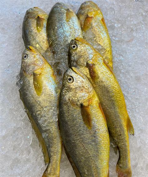 Yellow Croaker (黄花鱼)