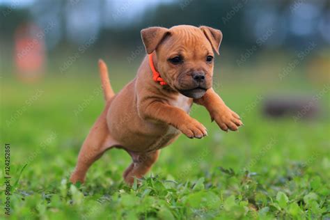 Puppy staffordshire bull terrier red colour Stock-Foto | Adobe Stock