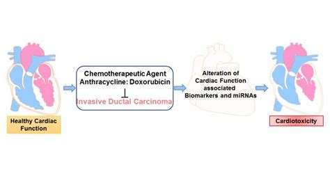 Cardiotoxicity [IMAGE] | EurekAlert! Science News Releases