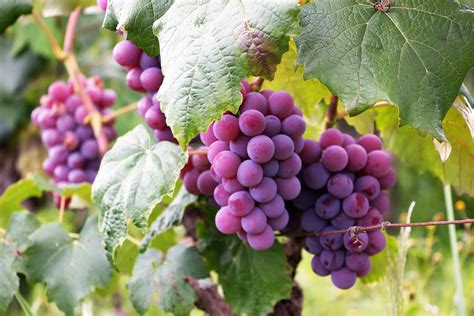 Grapes | Your guide to growing Grapes with Lifestyle Home Garden