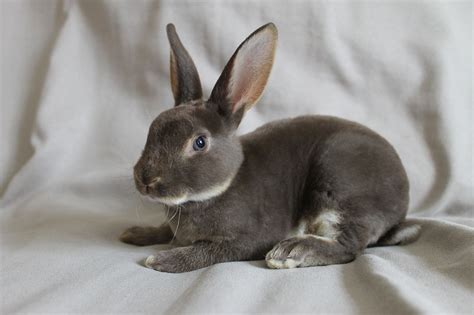 Mini Rex Rabbit: Facts, Personality, and Care, With Pictures