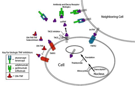 TNF Alpha Inhibitors - (updated in 2022)