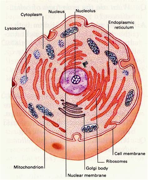 Cytoplasm Function Simple Definition - Osmond Parviz