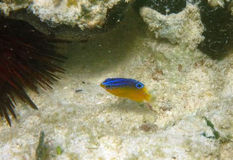 Longfin Damselfish – juvenile | Jonathan Freedman