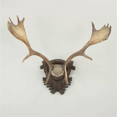 Mounted Fallow Deer Antlers at 1stDibs | fallow deer skull mount ...