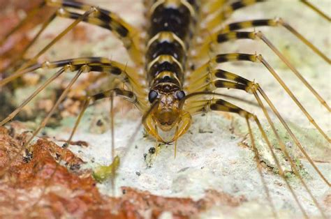 Types of Centipedes: 8 of the Most Fascinating Centipede Species - A-Z ...