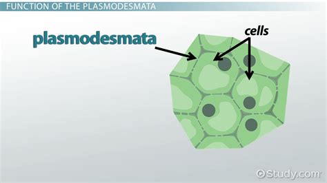 Plasmodesmata | Definition, Formation & Function - Lesson | Study.com