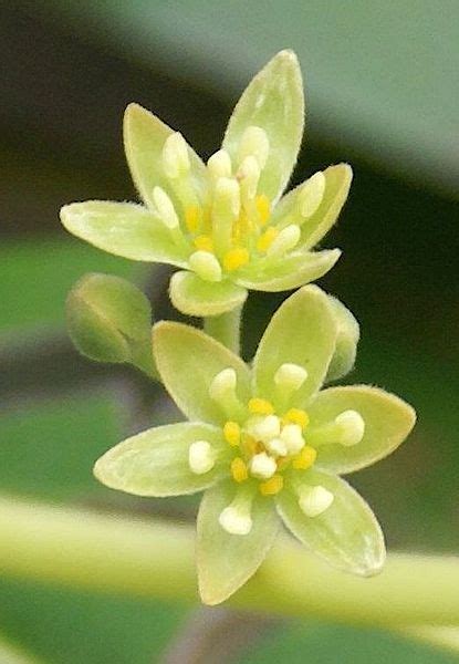 Avocado tree (Persea americana) flowers | Amazing flowers, Avocado tree ...