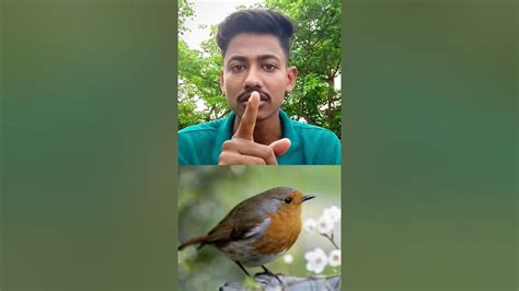 Titoni Bird ko haat mat lagana 🚫 #shorts #factyrohan - YouTube