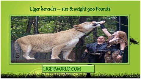 Liger Hercules Size and Weight of 900 Pounds