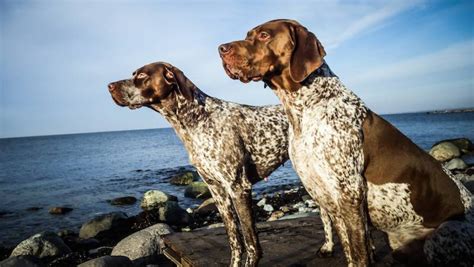 Moscow Water Dog vs Braque Francais (Gascogne Type) - Breed Comparison