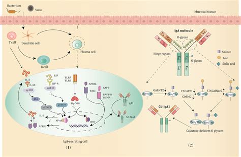 Frontiers | IgA vasculitis update: Epidemiology, pathogenesis, and ...