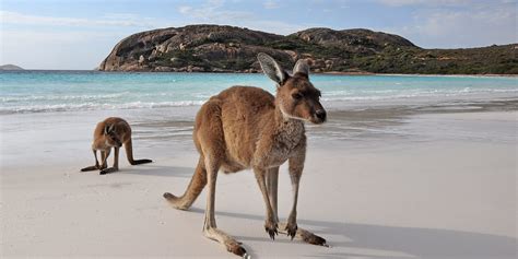 Kangaroo Island, SA | Inspired Adventures