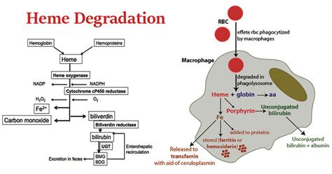 Heme Degradation: Location, Enzymes, Steps, Uses