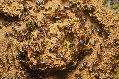 Colony of Termite at Ground Stock Image - Image of termite, close ...