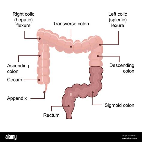 Anatomy of the Large Intestine colon. Medical diagram with term. Vector ...