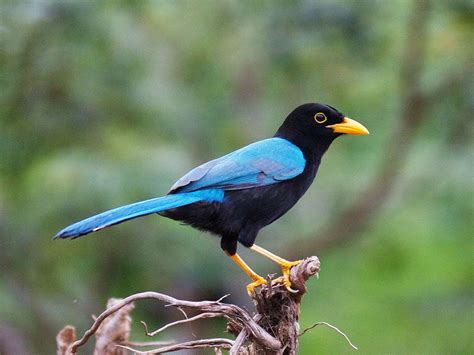 Yucatan Endemics Birding Tour - El Gran Mestizo Resort