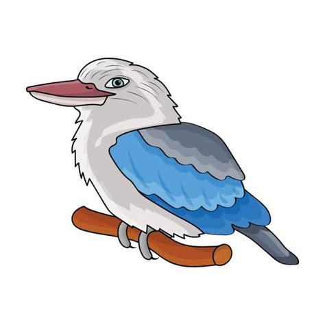 Best Kookaburra Illustrations, Royalty-Free Vector Graphics & Clip Art ...