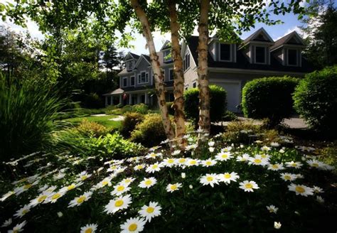 How To Plant Trees To Conserve Energy for Summer Shade | Trees.com