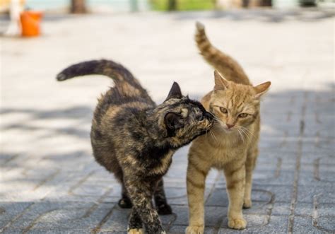 Premium Photo | Two cats kissing